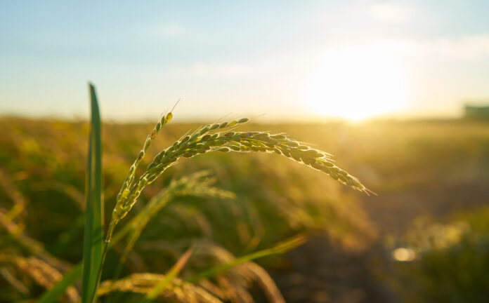 Detail of the rice plant at sunset in Valencia, with the plantation out of focus. Rice grains in plant seed. campos