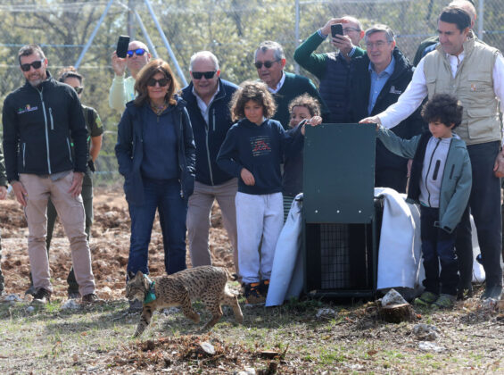 Tercera suelta de linces, en la imagen suelta de la hembra Valeriana de Portugal. Fotograf&iacute;a: Br&aacute;gimo (ICAL)