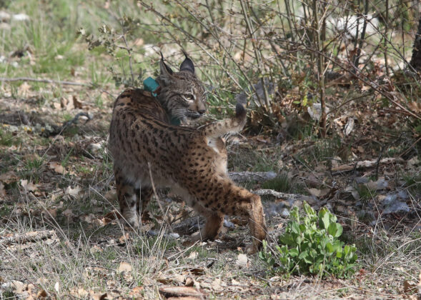 Tercera suelta de linces, en la imagen suelta de la hembra Valeriana de Portugal. Fotograf&iacute;a: Br&aacute;gimo (ICAL)
