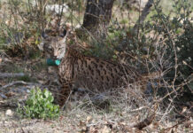 Agua sí, y no gallinas, para los linces del Cerrato de Palencia Tercera suelta de linces, en la imagen suelta de la hembra Valeriana de Portugal. Fotografía: Brágimo (ICAL)