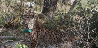 Tercera suelta de linces, en la imagen suelta de la hembra Valeriana de Portugal. Fotografía: Brágimo (ICAL)