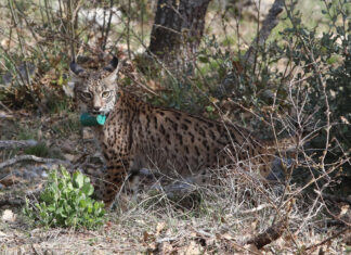 Tercera suelta de linces, en la imagen suelta de la hembra Valeriana de Portugal. Fotografía: Brágimo (ICAL)