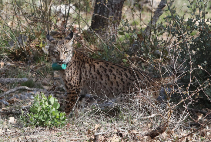 Tercera suelta de linces, en la imagen suelta de la hembra Valeriana de Portugal. Fotografía: Brágimo (ICAL)