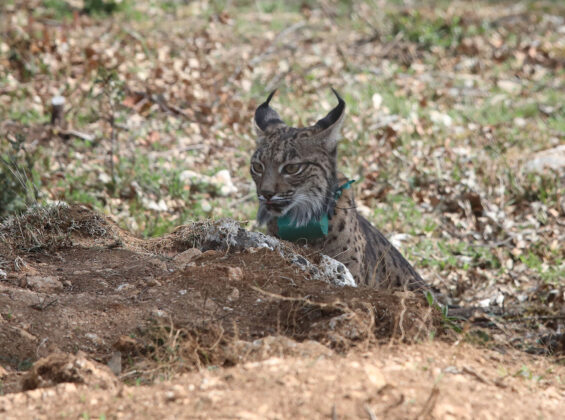 Tercera suelta de linces, en la imagen suelta de la hembra Valeriana de Portugal. Fotograf&iacute;a: Br&aacute;gimo (ICAL)