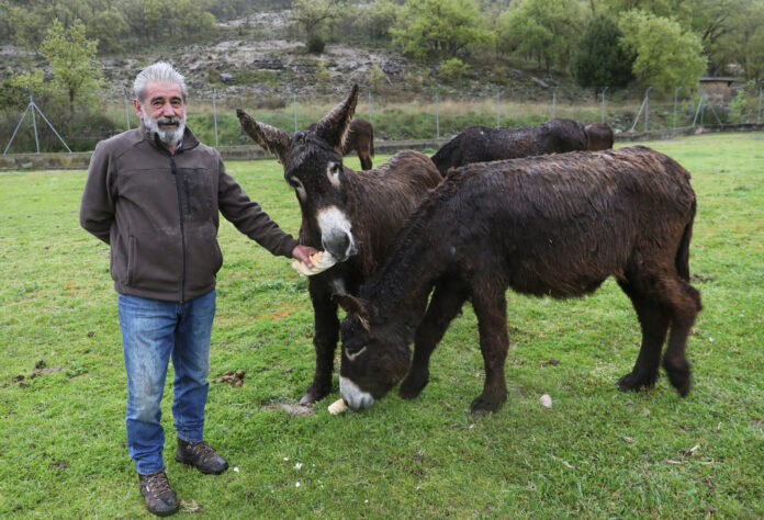 En el Centro de Ocio ‘Los Caños’, Luis Cantera se dedica ha conservar esta especie de burro en peligro de extinción