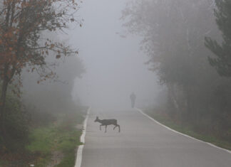 Un corzo cruza la carretera entre la intensa niebla. / ICAL