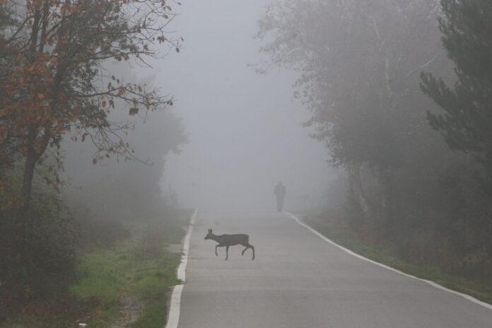 Un corzo cruza la carretera entre la intensa niebla. / ICAL
