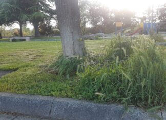 El Comité del Ayuntamiento considera que intentar “resolver los problemas de Jardines” mediante subcontratación en empresas “es un burdo parche”