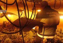 Plantación de marihuana en Herrera de Valdecañas