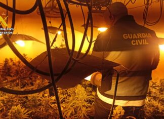 Plantación de marihuana en Herrera de Valdecañas