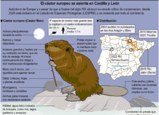 El cástor europeo se asienta en Castilla y León (15cmx12cm). Fernando Sanchís