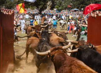 La Saca de Soria deja 49 atenciones sanitarias y diez traslados al hospital, cuatro por herida de novillo