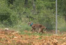 Los linces del Cerrato palentino se asientan gracias “a la buena calidad” de la zona y ya se avistan acercamientos entre parejas de cara a la época de celo
