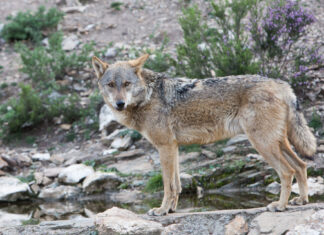 El Consejo de la Unión Europea aprueba rebajar la protección del lobo, el último trámite que le faltaba a la iniciativa El consejero de fomento y medio ambiente, Juan Carlos Suárez-Quiñones y Fernández, participa en un congreso en el centro del lobo ibérico de Robledo de Sanabria. Fotografía: J.L. Leal