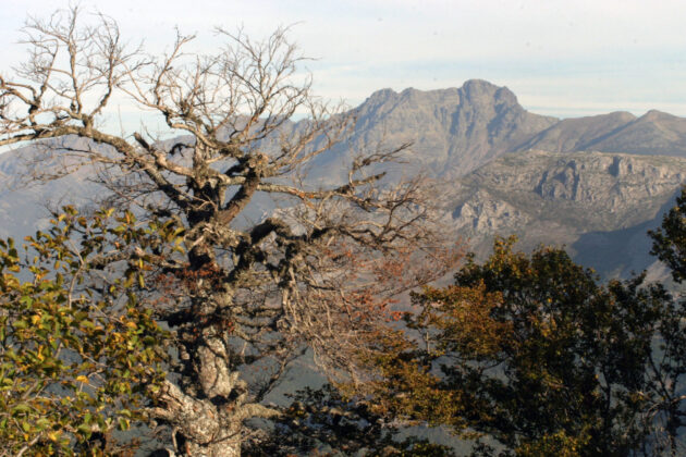 Monta&ntilde;a palentina.