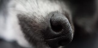 Imagen de archivo de un perro