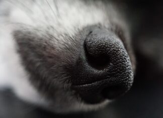 Imagen de archivo de un perro