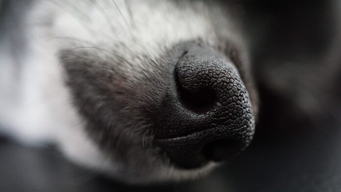 Imagen de archivo de un perro