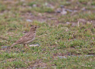 Ecologistas en Acción pide sancionar como “falta muy grave” a un agricultor de Palencia que destruyó 40 hectáreas donde habita la alondra ricotí Pájaro alondra en el suelo