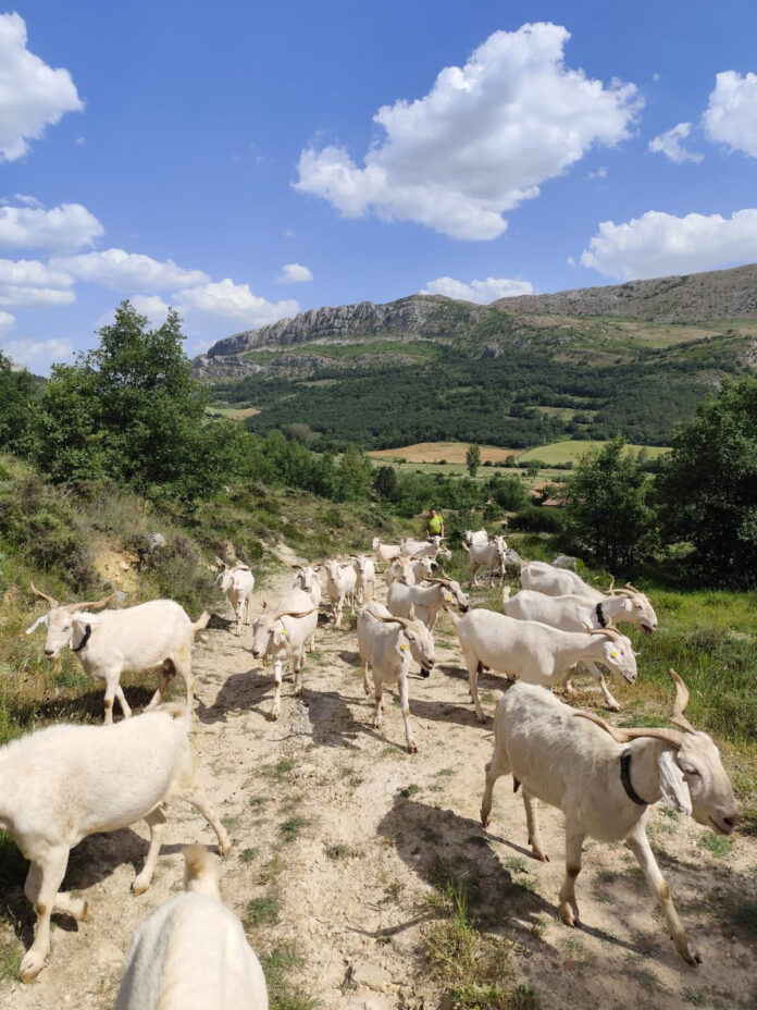 Cabras para debrozar el monte en el Geoparque de Las Loras