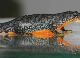 Este pequeño anfibio es uno de los iconos de la fauna de la Montaña Palentina… Y necesita protección Tritón alpino