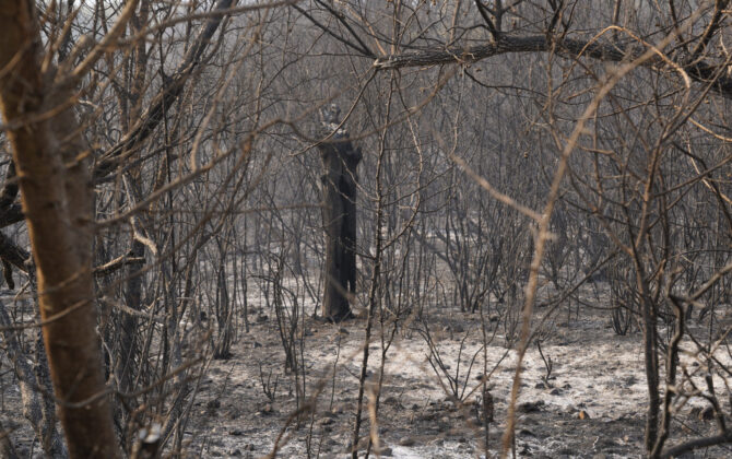 Incendio en Las M&eacute;dulas (Le&oacute;n). Fotograf&iacute;a: C&eacute;sar Hornija (ICAL)