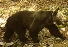Oso radiomarcado en Palencia, en buen estado de salud, para la disponibilidad