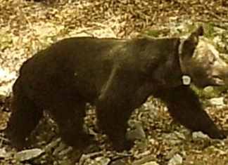 Oso radiomarcado en Palencia, en buen estado de salud, para la disponibilidad