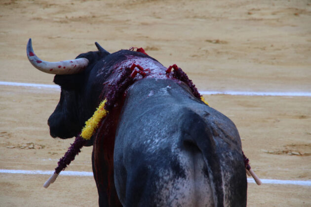 Primera Corrida de Abono. Toros San Antol&iacute;n 2025. FOTOS: MARIO COLOMER