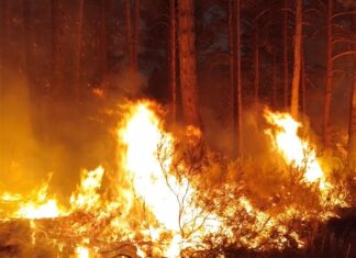La Junta publica los formularios para las ayudas de 500 euros a las familias desalojadas por los incendios Bomberos de Guardo