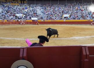 Ocho entradas ‘inmersivas’ para la Feria Taurina de Palencia