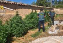 Investigado por cultivar marihuana en Olmos de Ojeda. Fotografía: Guardia Civil