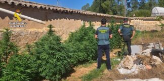 Investigado por cultivar marihuana en Olmos de Ojeda. Fotografía: Guardia Civil