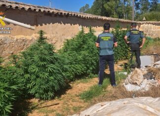 Investigado por cultivar marihuana en Olmos de Ojeda. Fotografía: Guardia Civil