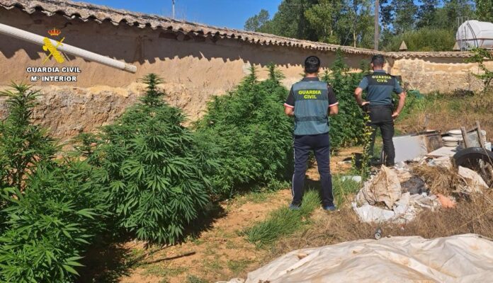 Investigado por cultivar marihuana en Olmos de Ojeda. Fotografía: Guardia Civil