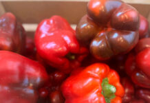 Pimientos-de-Torquemada