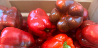 Pimientos-de-Torquemada