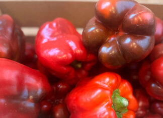 Pimientos-de-Torquemada