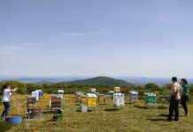 Reactiva Brañosera -Colmenas