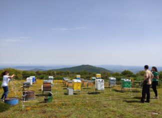 Reactiva Brañosera -Colmenas