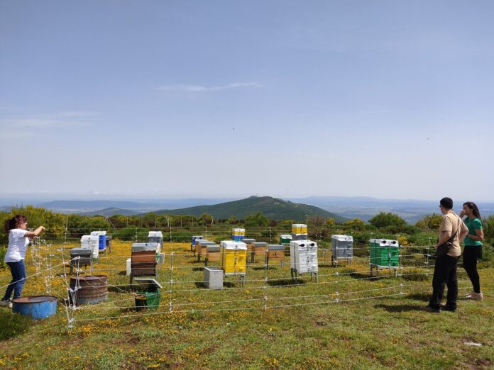 Reactiva Brañosera -Colmenas