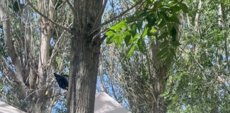 Ferias locales. Diputación de Palencia