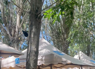 Ferias locales. Diputación de Palencia