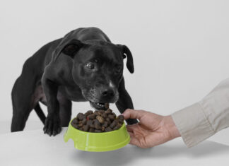 “Muchas veces se confunde comida casera con dar a nuestros animales las sobras de las comidas que elaboramos para nosotros” animal friends