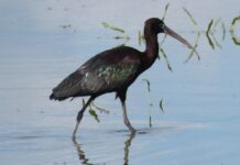 Juan Luis Hernández, SEO Birdilife - Ejemplar de morito, un ave que habita en las lagunas de Castilla y León