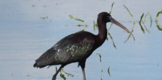 Juan Luis Hernández, SEO Birdilife - Ejemplar de morito, un ave que habita en las lagunas de Castilla y León