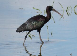Juan Luis Hernández, SEO Birdilife - Ejemplar de morito, un ave que habita en las lagunas de Castilla y León