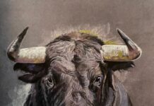 Gonzalo Páez expone sus potentes caballos y toros en el Casino de Palencia Gonzalo Páez expone sus potentes caballos y toros en el Casino de Palencia