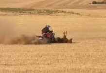 PACMA exige responsabilidades por la muerte de una vaquilla atropellada en un encierro en Bolaños de Campos Atropello en Bolaños de Campos de una vaquilla