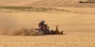 Atropello en Bolaños de Campos de una vaquilla